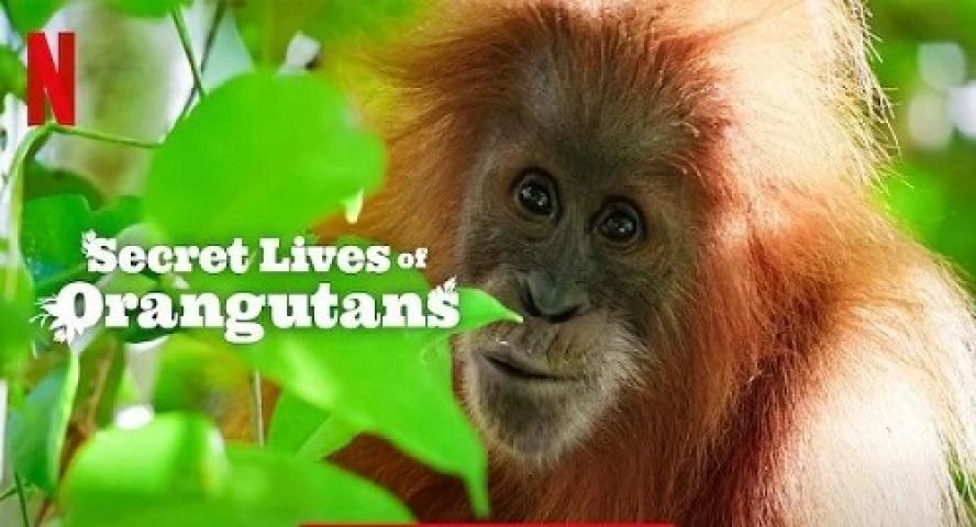 مشاهدة فيلم Secret Lives of Orangutans 2024 مترجم شاهد فور يو