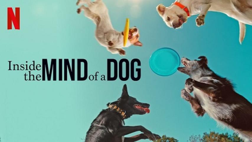 مشاهدة فيلم Inside the Mind of a Dog 2024 مترجم شاهد فور يو